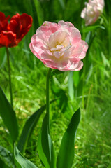 Closeup pale pink peony tulip hybrids blooming in spring garden on sunny day. Gardening,growing late  spring flowering tulip flowers. Free copy space.