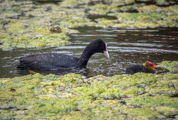 Fototapeta premium Blässhuhn (Fulica atra) mit Kücken schwimmt in einem Weiher mit Entengrütze