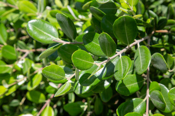 Boxwood is the name given to shrubs from the Buxus genus of the boxwood (Buxaceae) family.