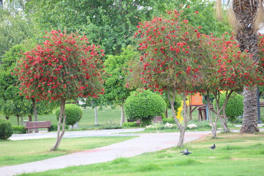 callistemon citrinus trees in a park,  also known as bottle brush