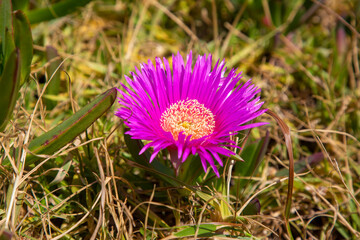 Obraz premium Carpobrotus edulis is a creeping plant with succulent leaves in the genus Carpobrotus