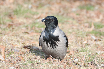 In the photo there is a close-up of a grey crow