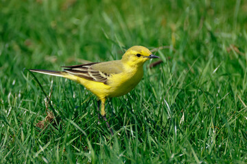 A male Yellow Wagtail (Motacilla flava) hunting for insects in a  meadow in springtime.