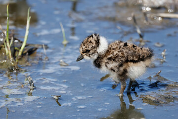 A cute Lapwing chick, Vanellus vanellus, searching for food in a waterlogged meadow.