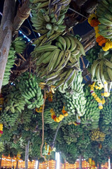 Obraz premium hindu banana festival in baga goa