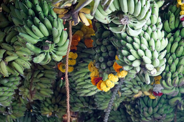 hindu banana festival in baga goa