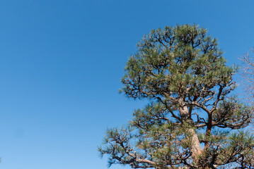 春の公園の松の木 晴れ渡った青い空 滋賀県大津市びわこ文化公園