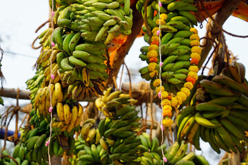 hindu banana festival in baga goa