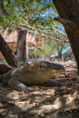 A stunning Komodo Dragon, lizard lies peacefully on the warm sandy ground, surrounded by vibrant lush greenery and towering trees, creating a serene natural habitat, Komodo Island, Indonesia