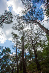 Fototapeta premium Pine is the name given to coniferous species that include forest trees from the Pinus genus of the Pinaceae family.