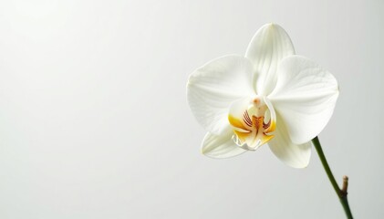 Obraz premium Delicate white orchid blossom against pure white backdrop, wildlife, soft