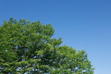 Obraz premium 新緑と青空 