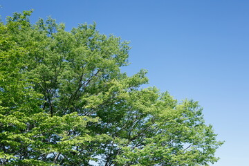 新緑と青空