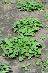 Sweet Potatoes cultivation in home vegetable garden. Growing organic sweet potatoes