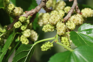 white mulberry fruits in spring