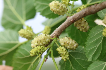 white mulberry fruits in spring