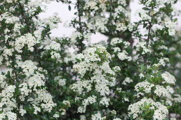 blooms of pyracantha koidzumii (Formosa firethorn) in spring