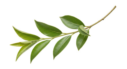 Isolated Green Branch with Leaves