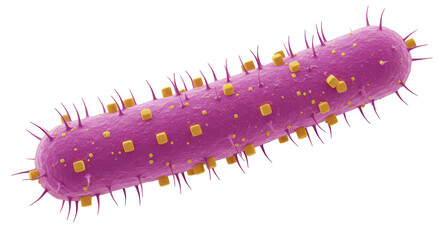 Isolated microorganism