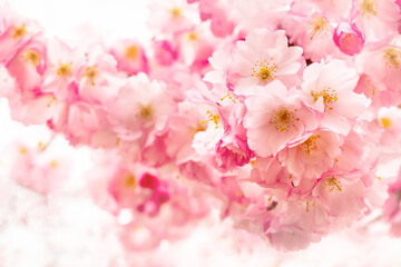 pink cherry blossom branch, sakura flowers