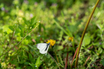 butterfly on a camomile