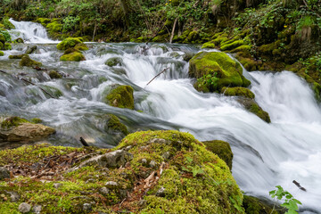 Obraz premium raging river in the forest