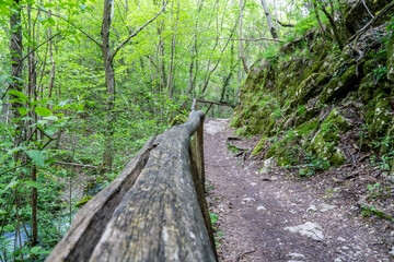 Fototapeta premium path in the forest