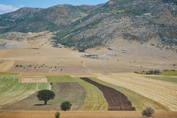 Naklejka premium Agricultural land, fields with wheat and other crops