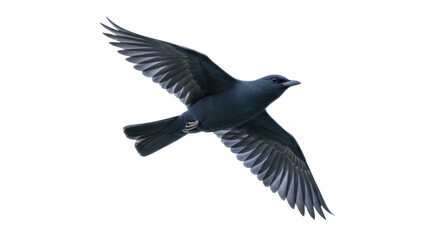 Isolated Flying Bird