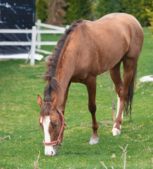 Obraz premium horse, animal, farm, grass, brown, foal, field, mare, horses, meadow, mammal, pasture, nature, green, stallion, pony, equine, grazing, mother, animals, rural, summer, colt, baby, mane