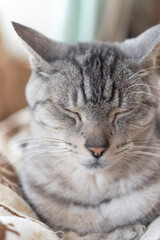 窓辺でくつろぐ可愛い猫　サバトラ猫