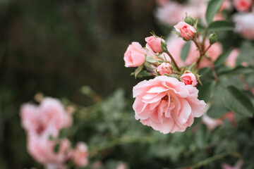 Pink blooming roses with buds