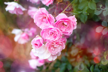 Pink blooming roses with buds
