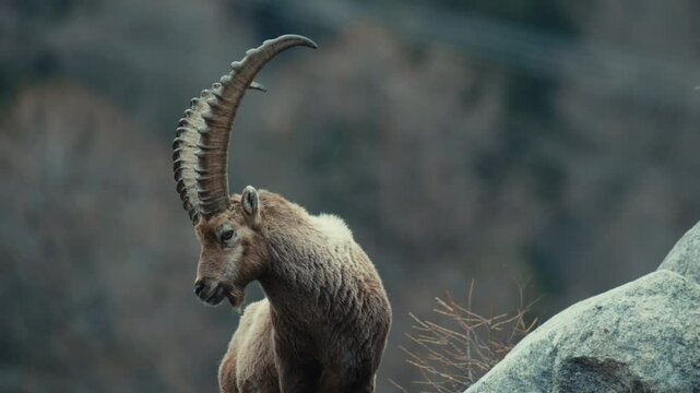 Beatiful Ibex majestically checking his surroundings in an moody ambient in the Swiss Alps