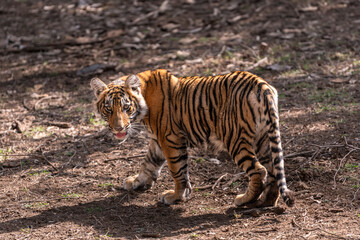 wild female bengal tiger or panthera tigris bold cute cub head turn with full face and eye contact on jungle track in summer season safari at ranthambore national park forest reserve rajasthan india