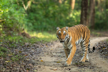 wild female bengal tiger or panthera tigris walking head on safari trail during morning territory patrol with eye contact at dhikala zone of jim corbett national park forest reserve uttarakhand india