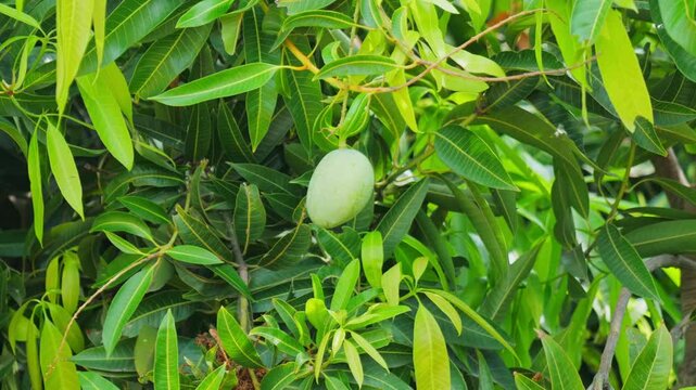 Unripe Mango Hanging on Tree Amid Lush Green Leaves at day time, stable shot, 4k.