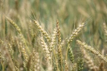 wheat field with yellow wheat ears