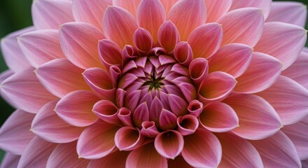 Close-up of a beautiful pink dahlia flower with intricate petal details