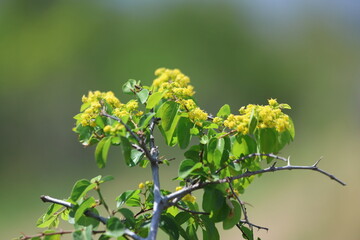 blooms of Paliurus spina-christi, also known as Jerusalem thorn