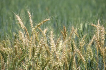 yellowing wheat ears in the field 