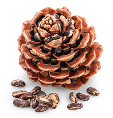 Stone pine cone and unshelled nuts near it isolated on white background. Front view, file contains...