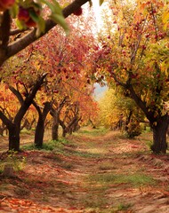 Naklejka premium Autumn Apple Orchard Path Vibrant Red and Yellow Leaves