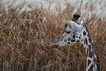 Giraffe Portrait