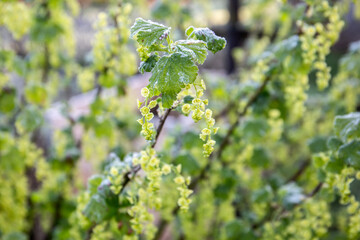 Frost on Currant Bush with Green Leaves and Blooms in Spring
