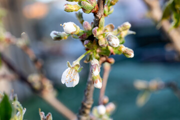Frozen Blossoms on Fruit Trees in Spring Garden.