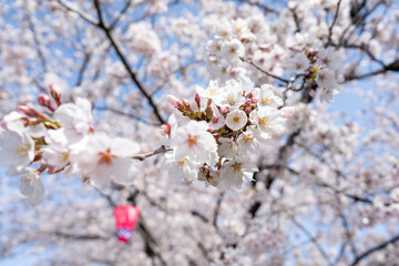 日本の桜の花