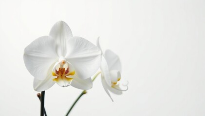 Delicate white orchid blossom, pristine petals against pure white background, clean, botanical photography, macro