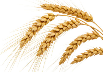 Close up view of several stalks of wheat against a background