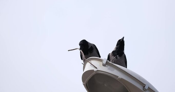 two crows on the street light